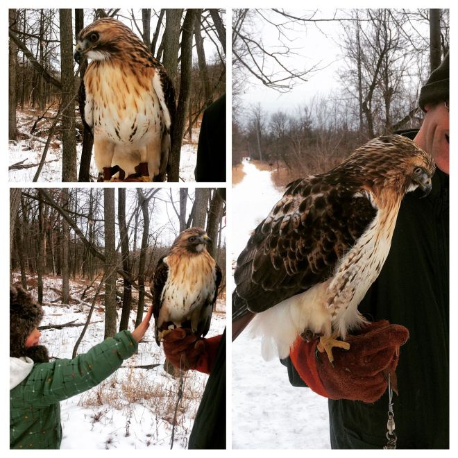 Kensington Metropark is still our favorite place to wander, and feed birds by hand. One day, we got to see a special guy out for a walk. Ranger is a red-tailed hawk that was injured by a car and now serves as bird-in-residence. He can't be let back into the wild due to his injuries, but they are rehabilitating him. Miss L and I got to pet his very soft feathers. He was quite fond of her hat. I told her he probably thought she was a big rabbit. 